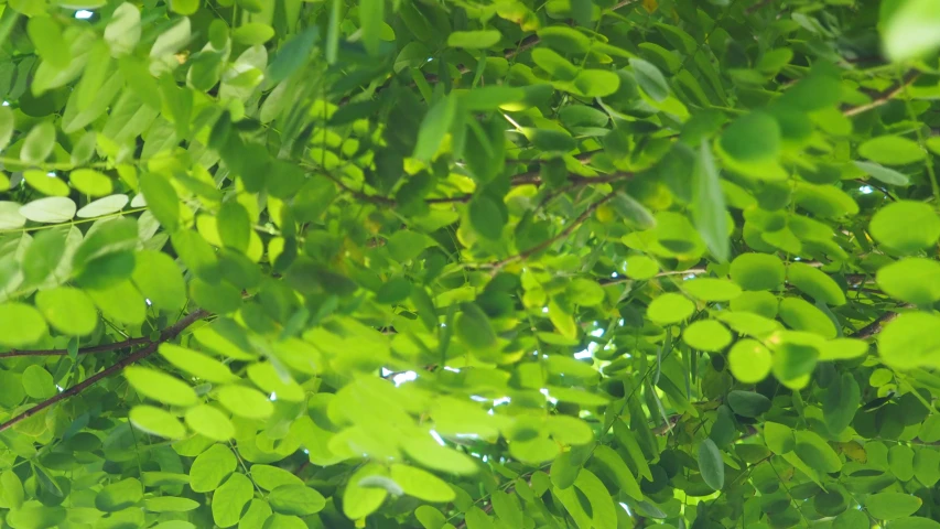 a view from behind some leafy nches in the sunlight