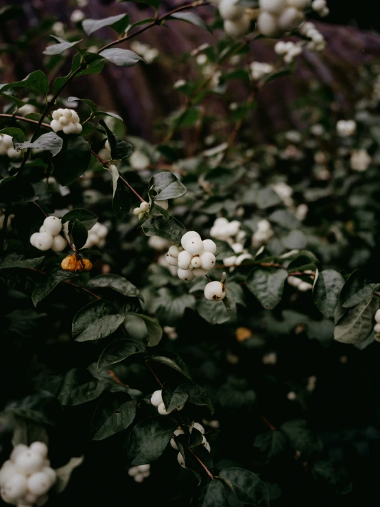 a bush with several white flowers next to trees