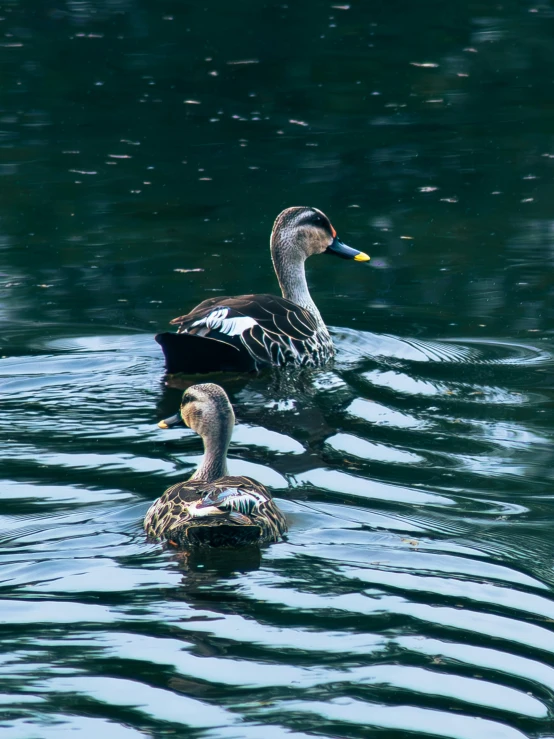 a pair of ducks sitting on the back of a pond