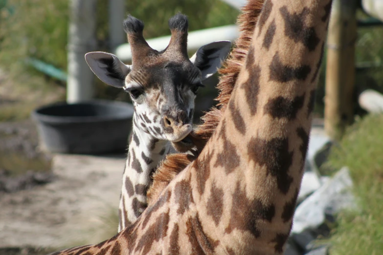 two giraffes looking at soing while their head is taller