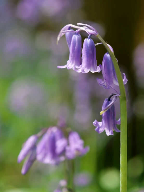 some purple flowers that are in the grass