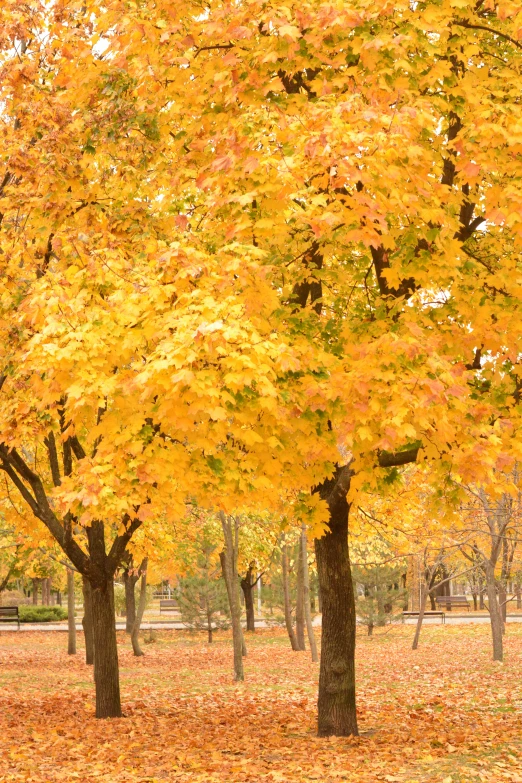 a group of trees that are next to each other