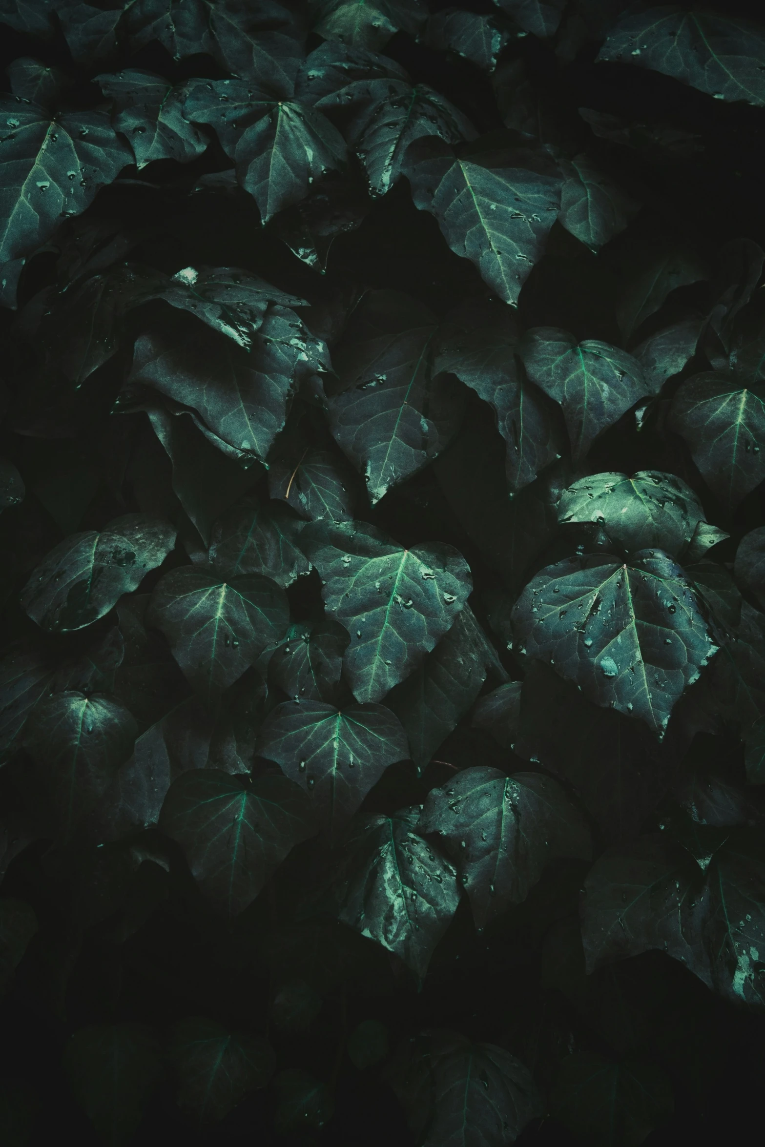 a lot of large green leaves in a dark room