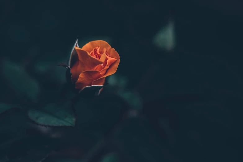 a single flower sits on a dark background