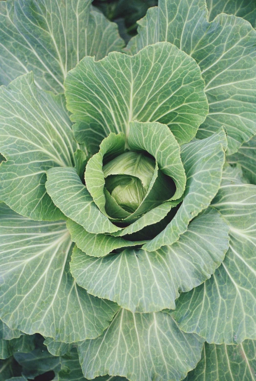 a green leafy plant in the garden