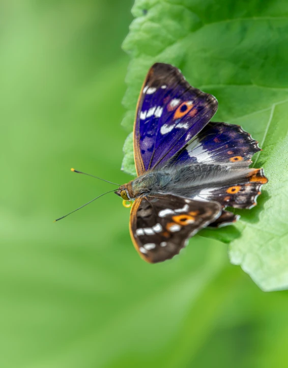 a erfly with a long wing resting on a leaf