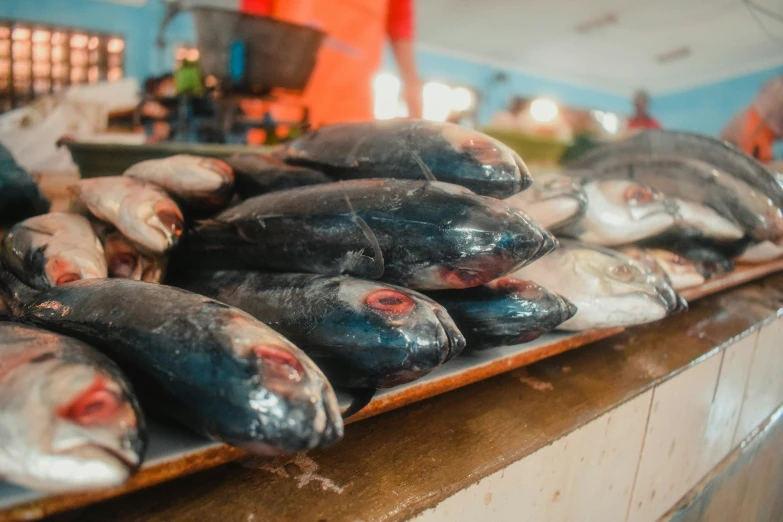 tunas are displayed on a counter in a market