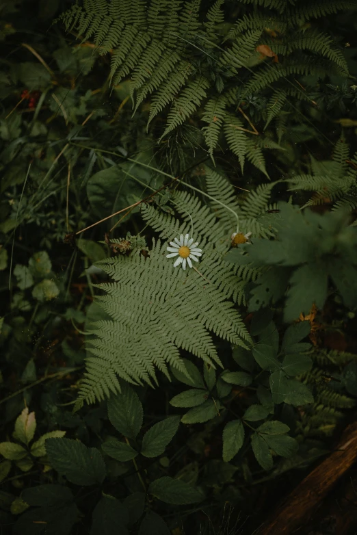 fern leaves with white daisy in foreground and other foliage