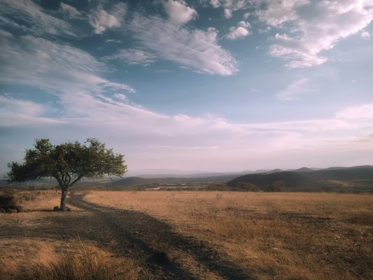 an empty field with a lone tree on it