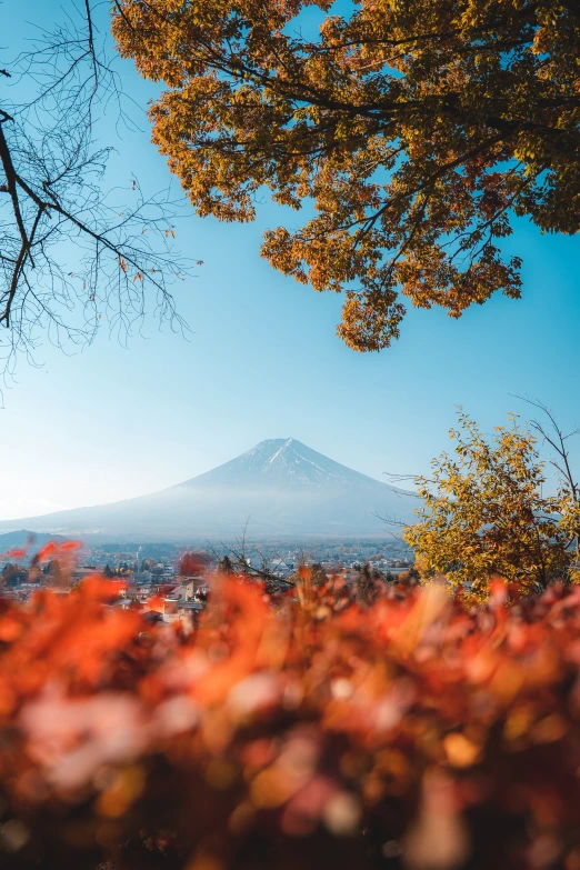 an image of trees with autumn colors on the nches and the top of a volcano in the distance