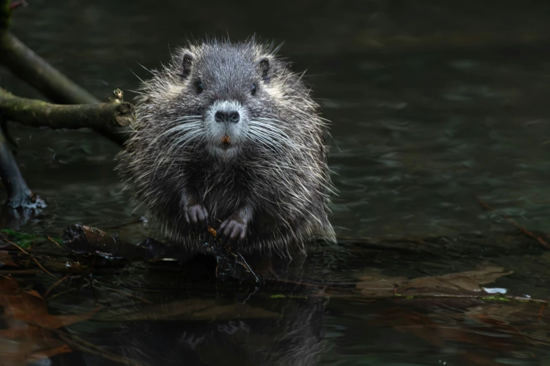 the animal looks out from the water to take a swim