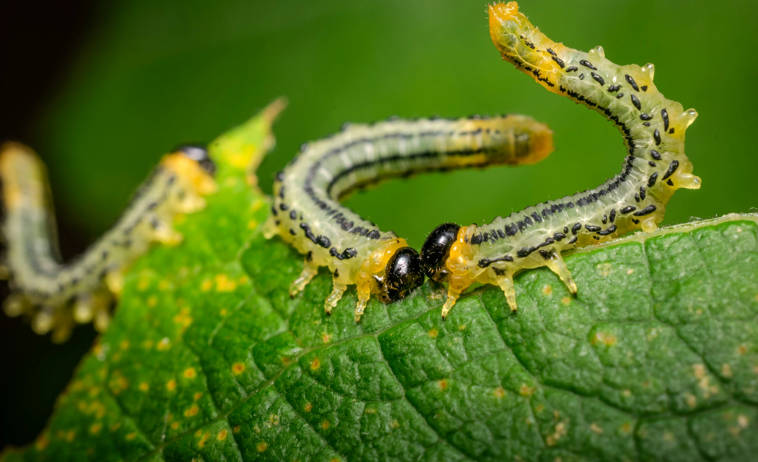 two caterpillars on a green leaf eating