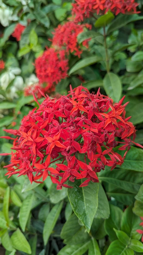 red flowers with green leaves and one with purple petals