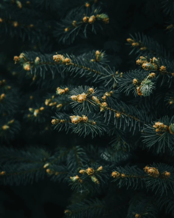 a close up view of a green tree