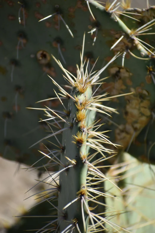 this is a prick that is on a tree