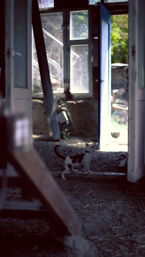 a black and white cat walking out the entrance of an abandoned home