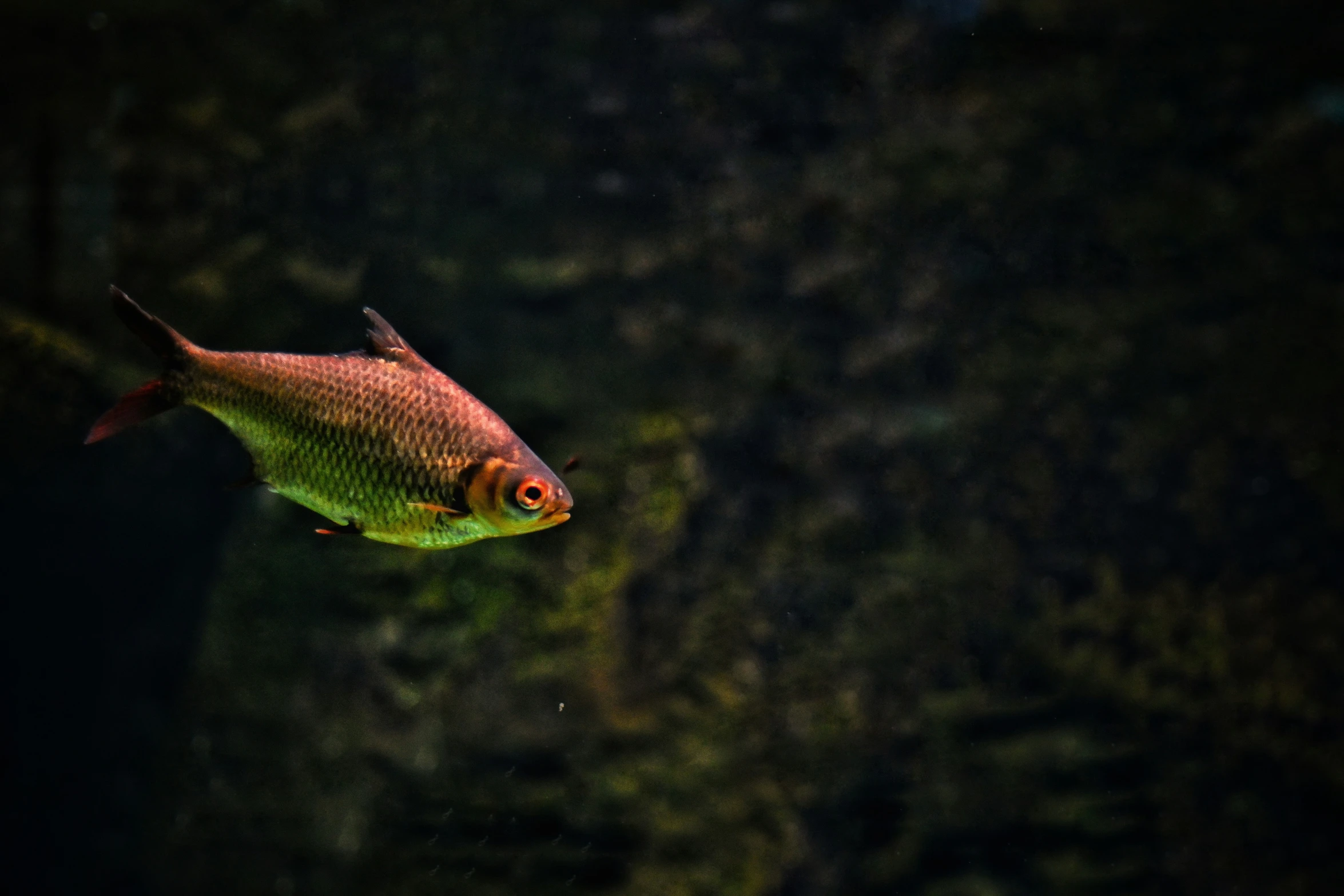 a close - up of a yellow and red fish in an aquarium