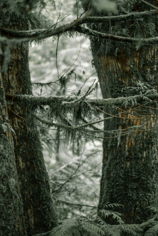 some large trees that are next to each other