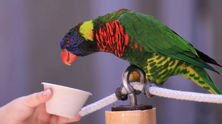 a colorful bird with green and red feathers perched on top of a cup