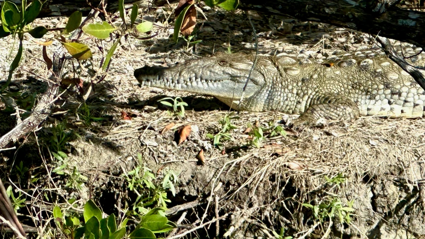 an alligator laying in the dirt next to trees and grass