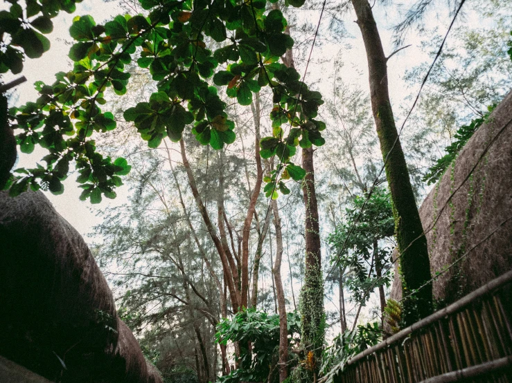 a view of the bottom part of a path that runs along a fence and between two trees