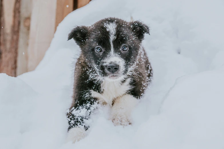 a puppy sitting in the snow, looking off into the distance