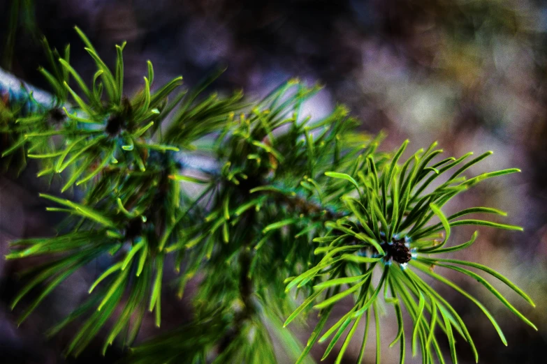 an evergreen leaf in front of a blurred background