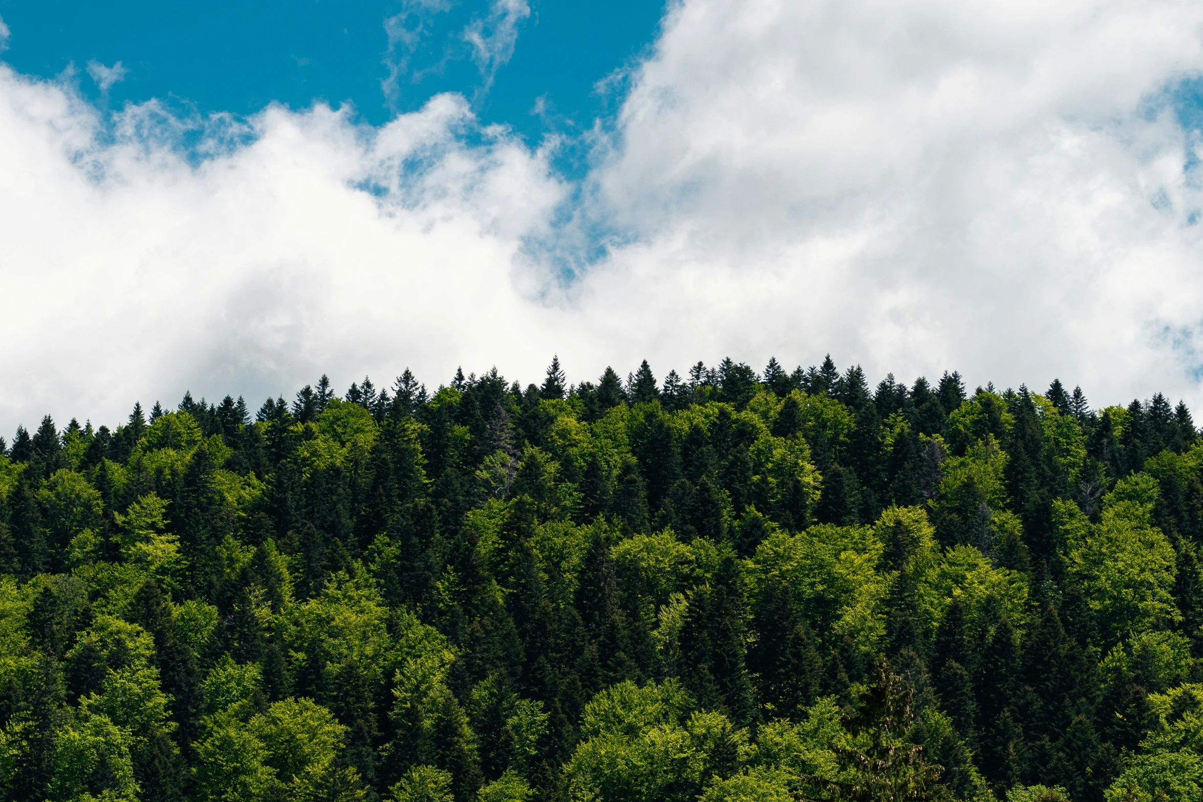 a mountain with many trees in the background