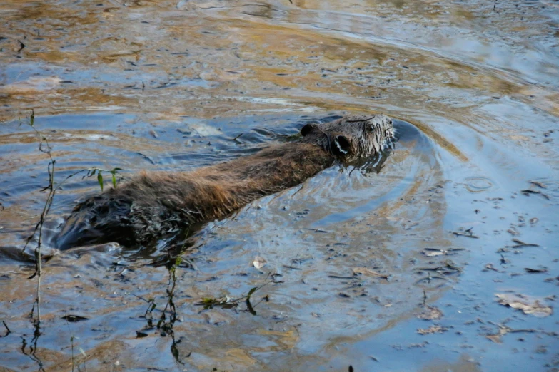 a wet otter swimming in water with plants