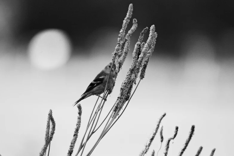 a black and white po of a bird sitting on top of plants