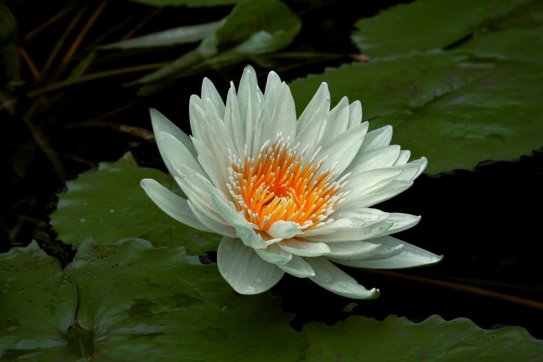 white and orange lotus flowers bloom in a pond