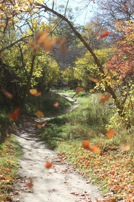 an empty dirt path in the middle of autumn