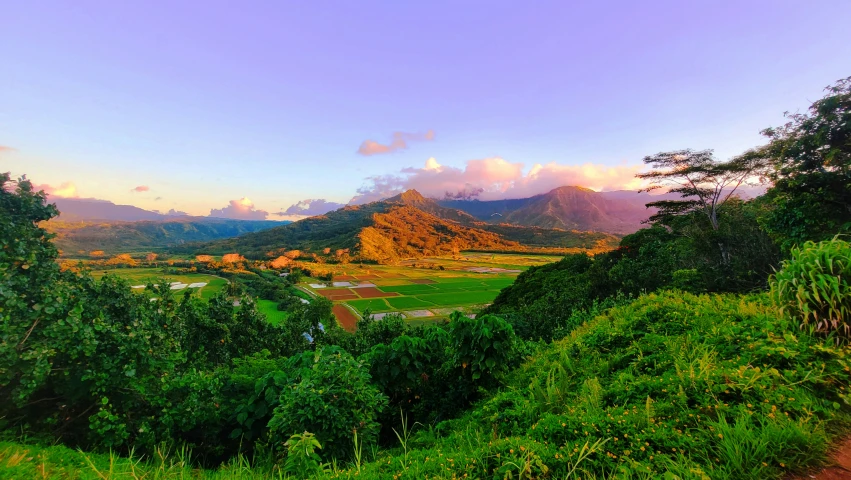 green trees and grass near the mountains during sunset