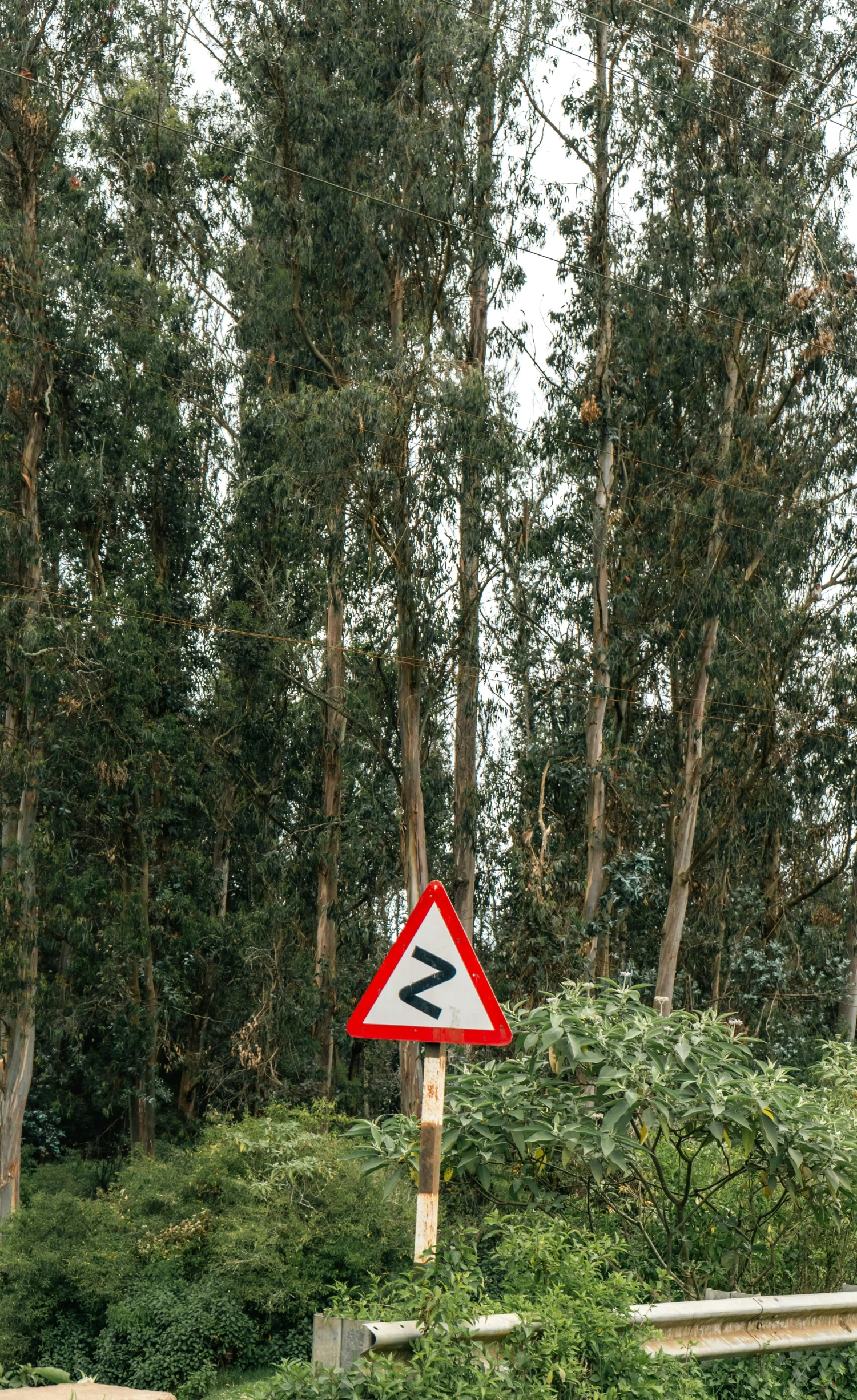 a picture of some trees and bushes and a street sign