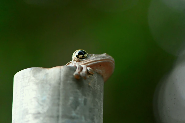 a frog on a post with green grass in the background