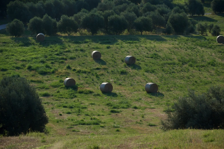 a group of white balls are in a green field