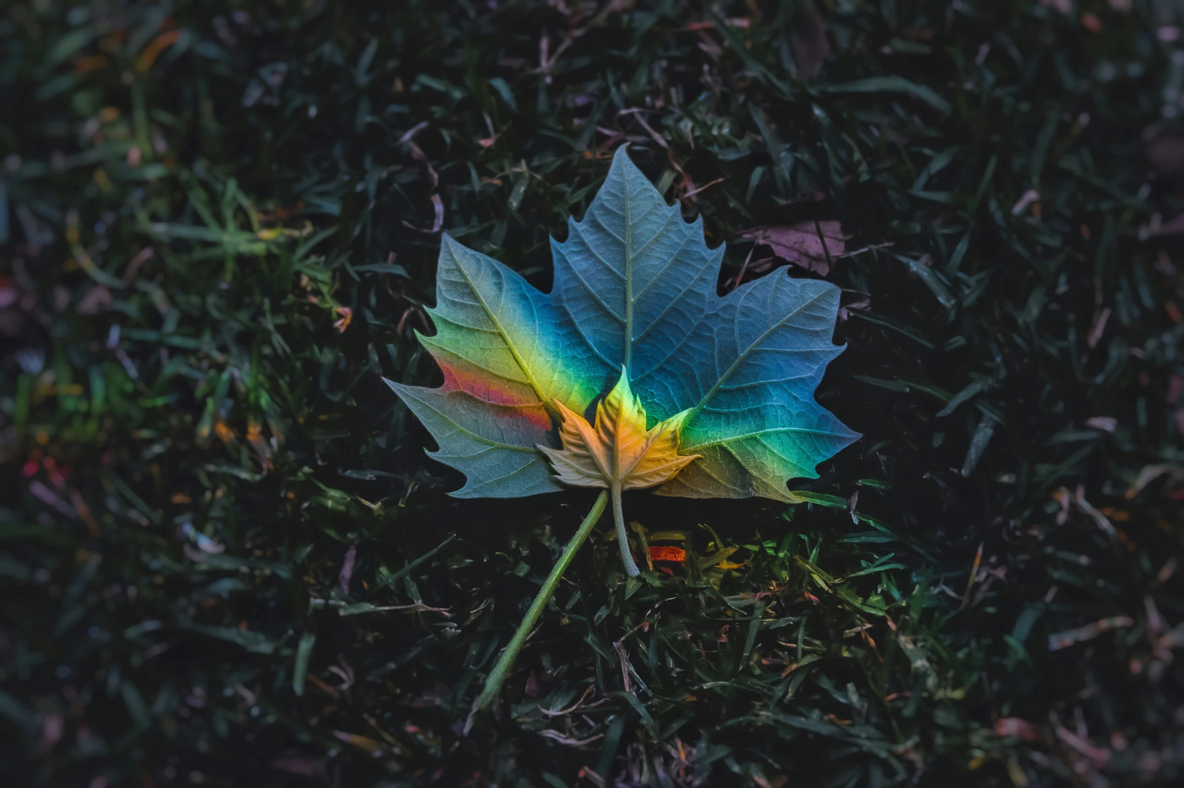 an image of a leaf in the grass