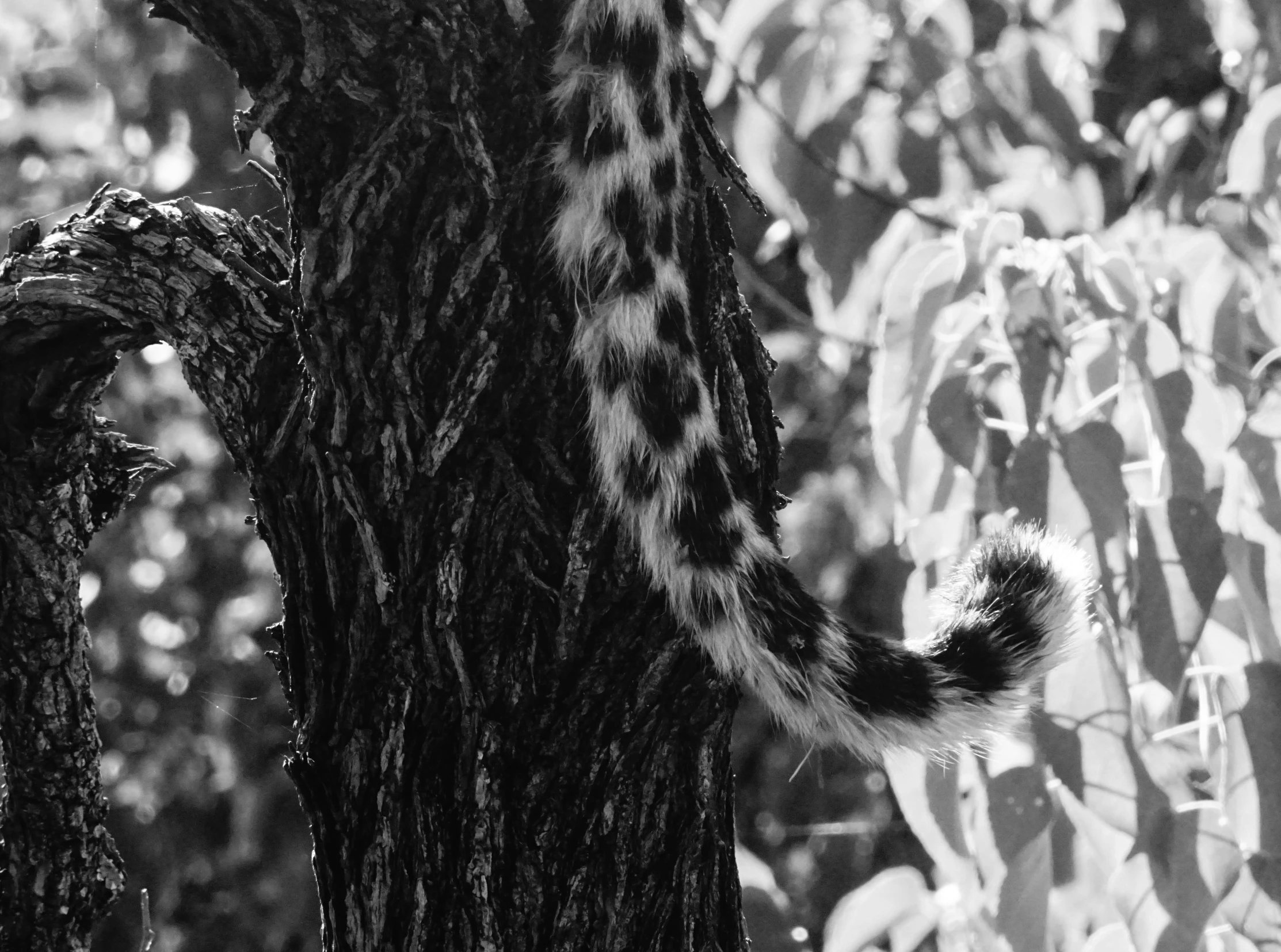 the tail of a leopard on a tree in a park