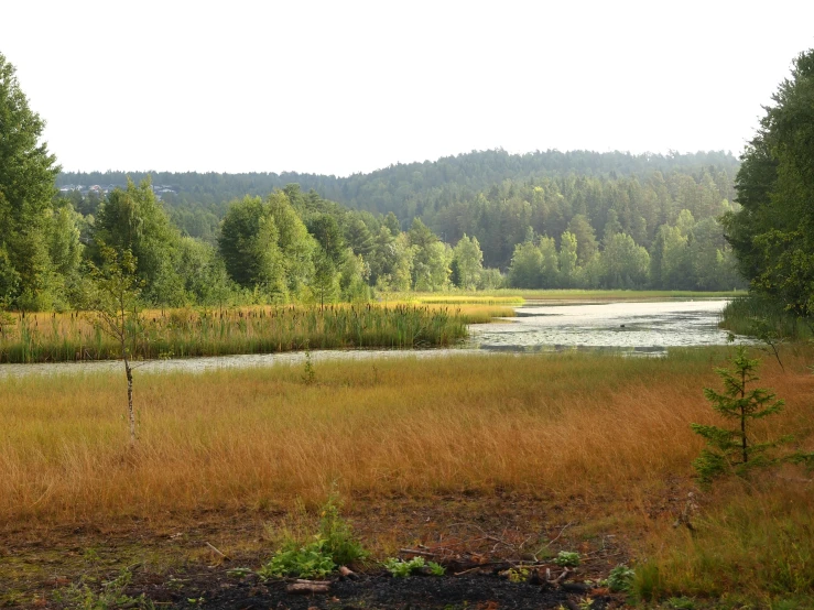 a swampy area with grassy and trees on either side