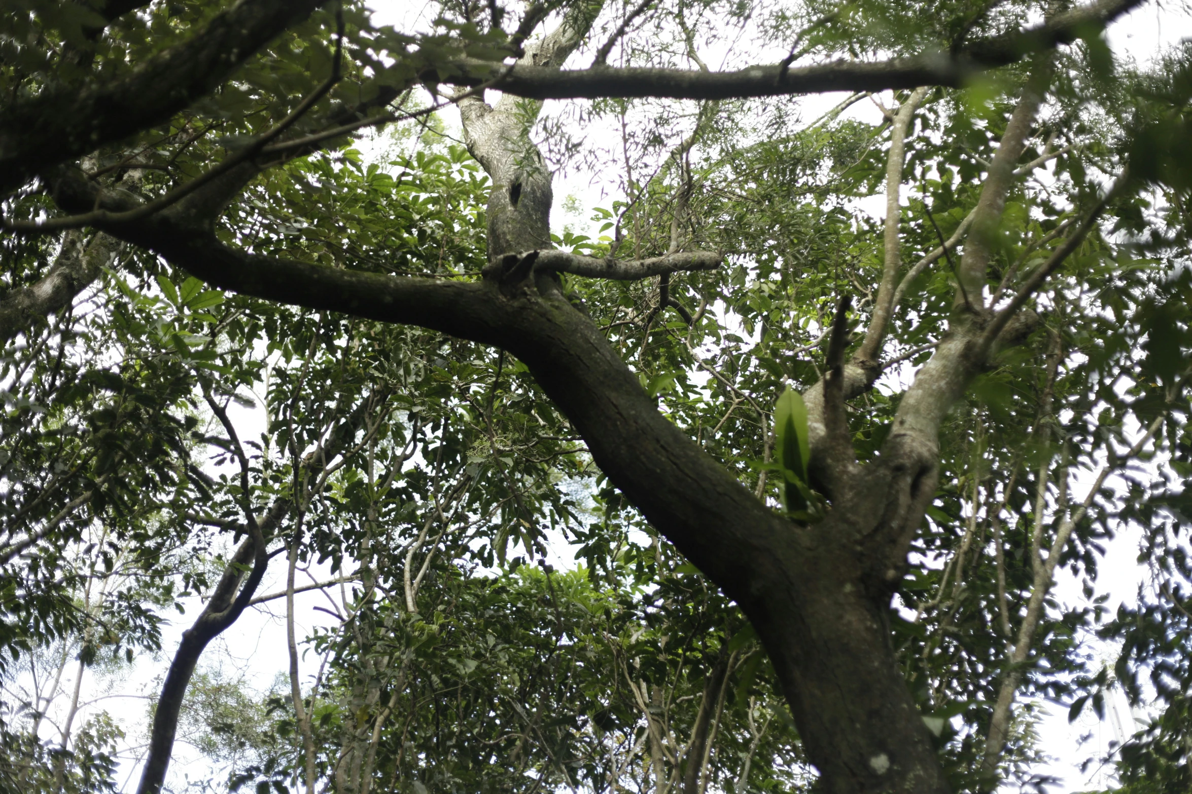 two birds perched on top of a tree next to forest