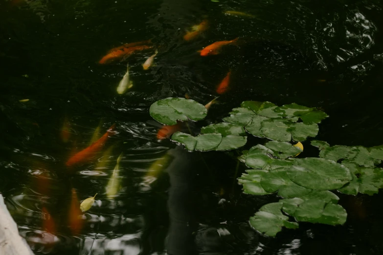 a fish pond with lots of leaves floating around