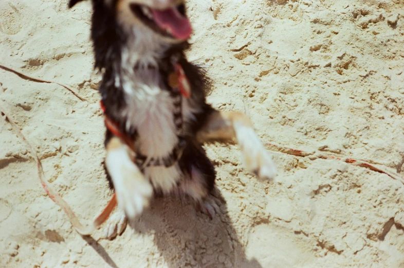 a dog on sand standing on its hind legs