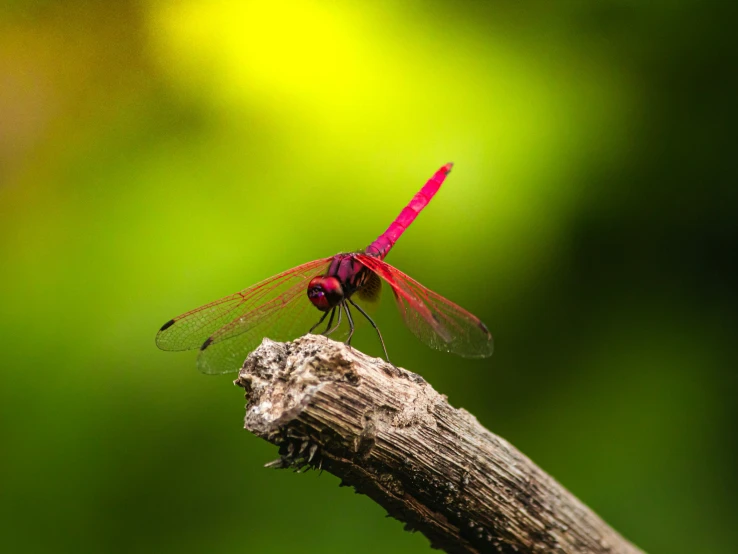 the dragonfly sits on top of a tree nch