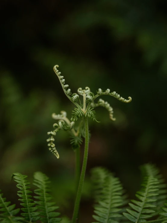 a plant that is very close to the ground