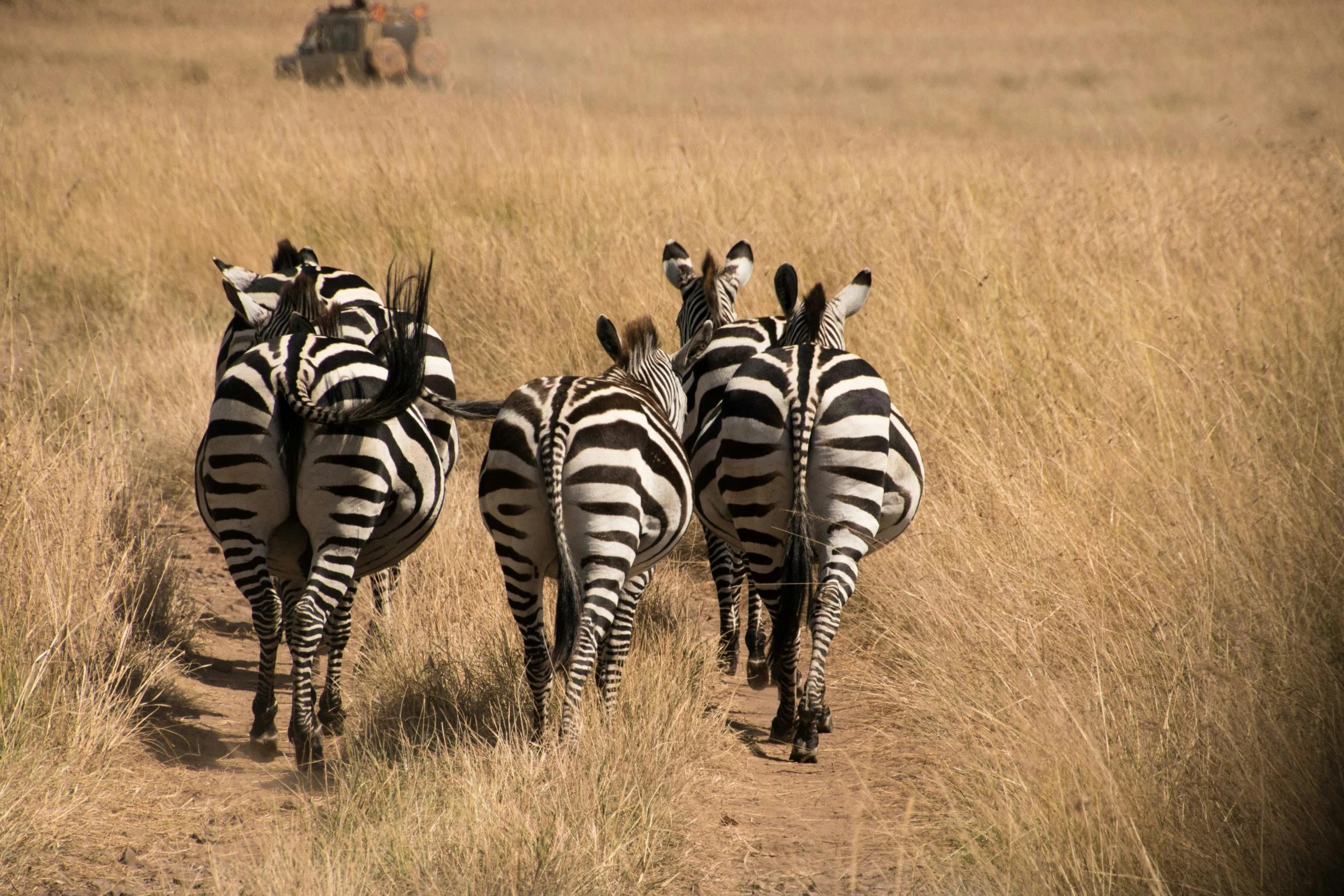 a herd of zes walking together in the savannah