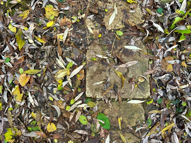 leaves and weeds are covering an old concrete block