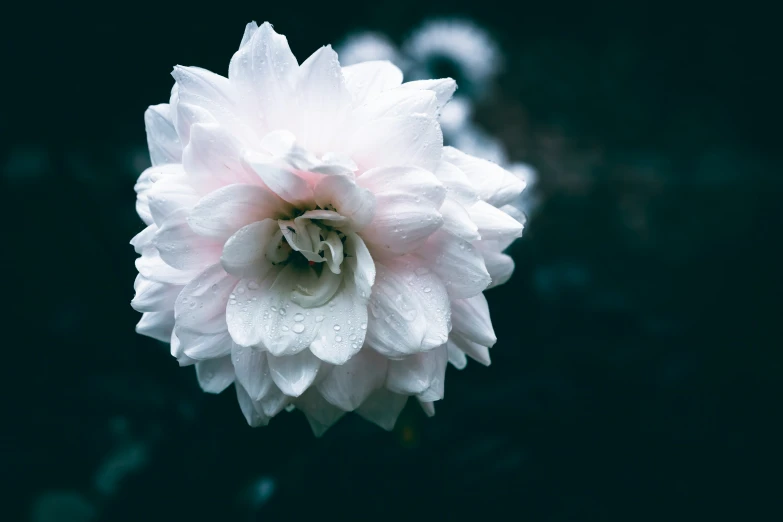 the white and pink flower is blooming out in the dark