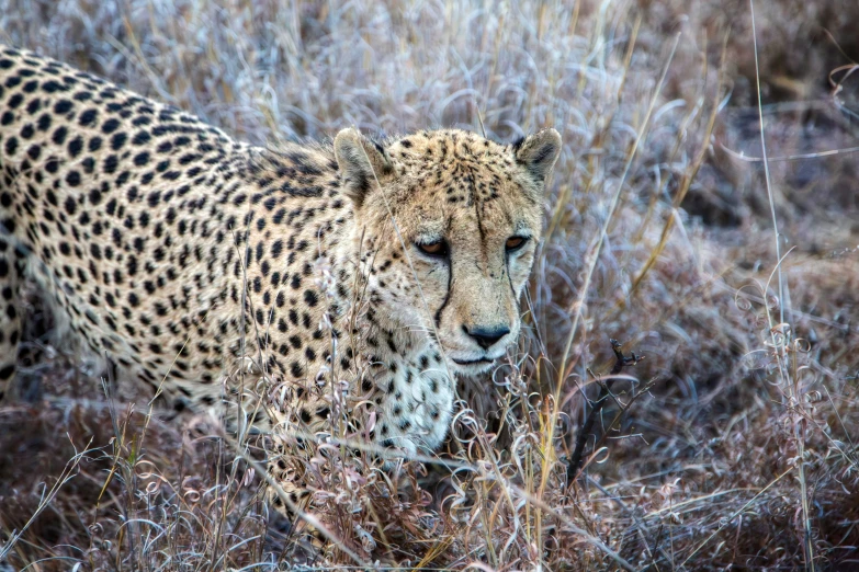 a leopard standing in tall dry grass with a blurry face