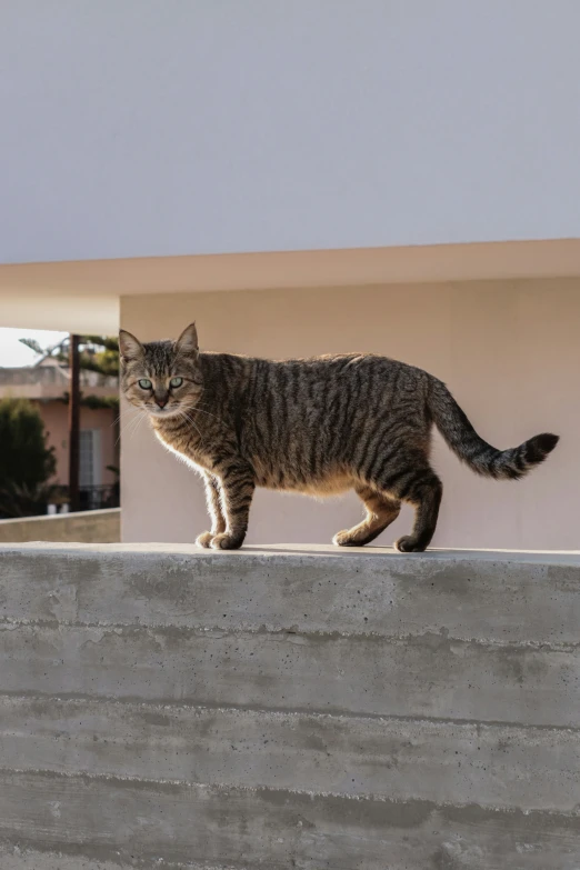 a striped cat walking on the edge of a wall