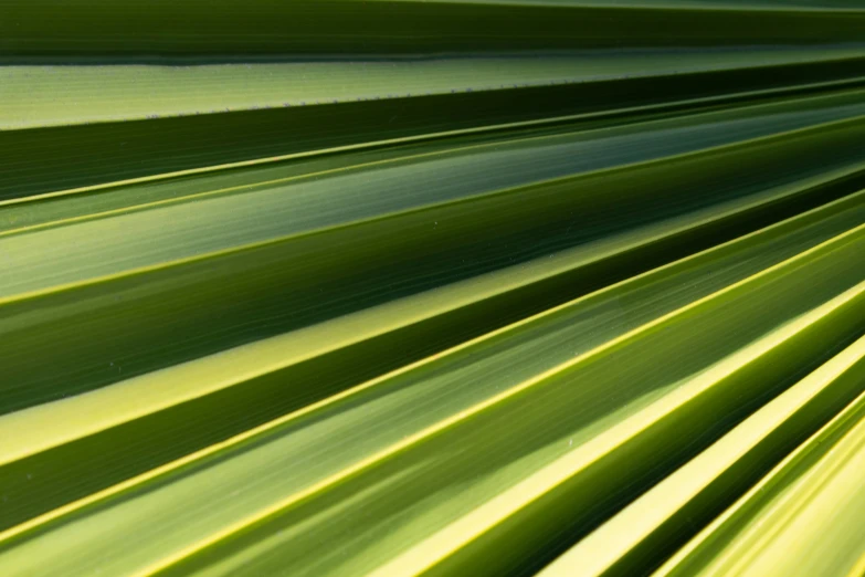 an image of the top of a palm tree